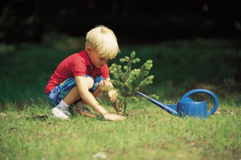 Ребенок сажает дерево